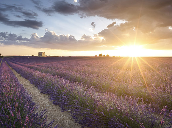 plateau de valensole