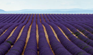 Plateau de Valensole