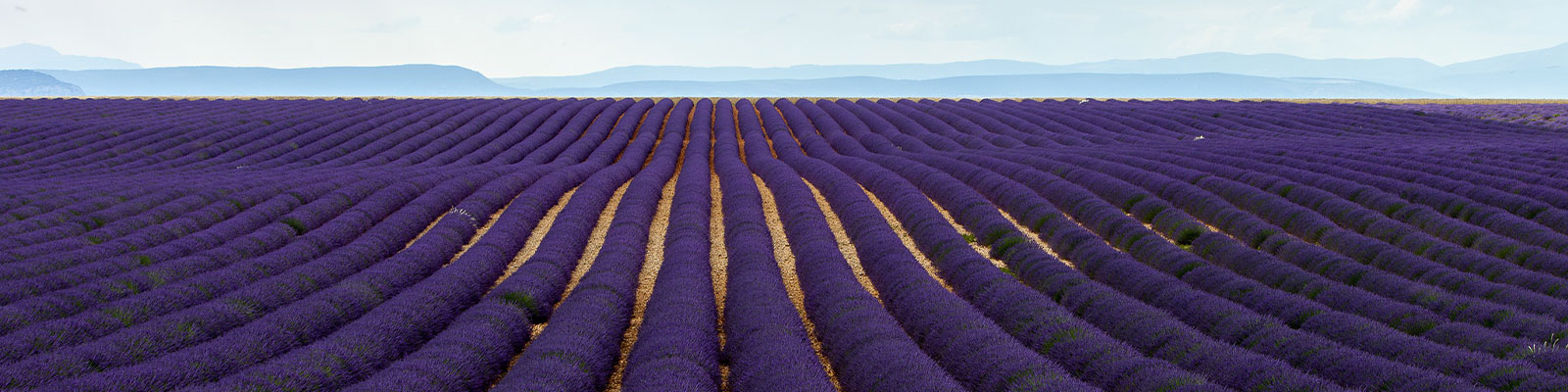 Plateau de Valensole