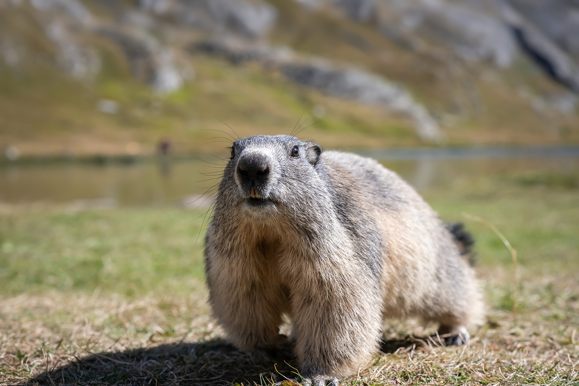 camping au coeur des alpes