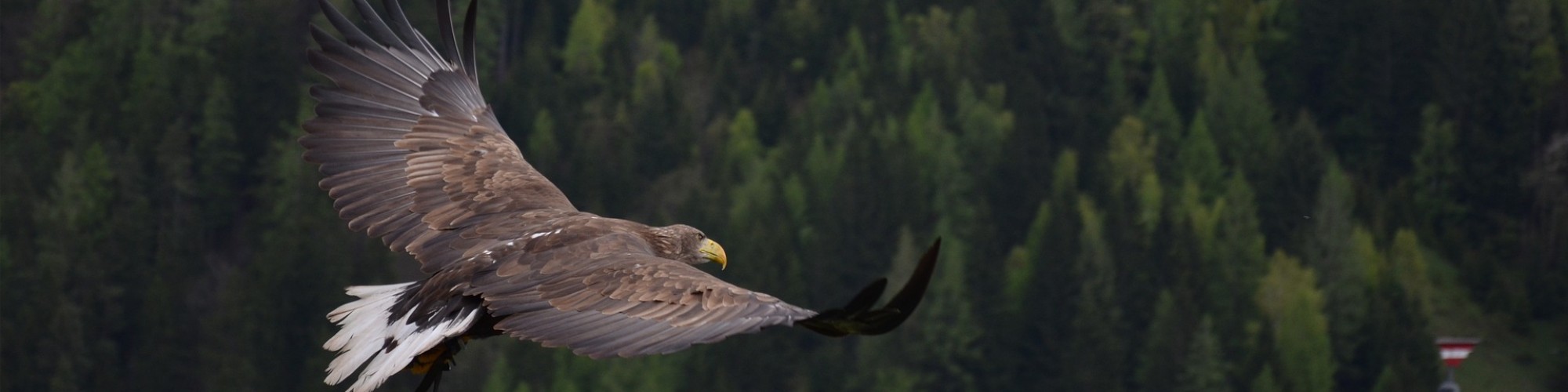 rapace parc animalier de serre ponçon